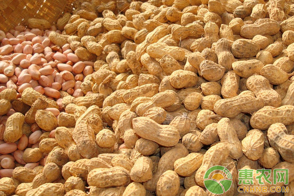 辽宁花生价格最新行情分析