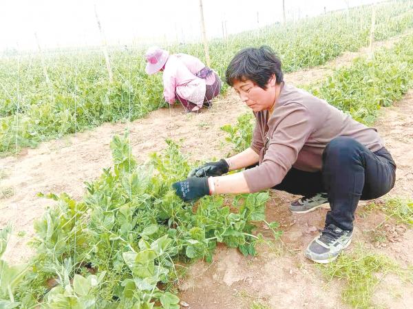 荷兰豆最新报价——市场走势与种植前景分析